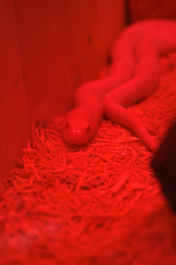 Chú rắn trắng này hiện đang thuộc sở hữu của một thanh niên trẻ tuổi ở Hà Nội